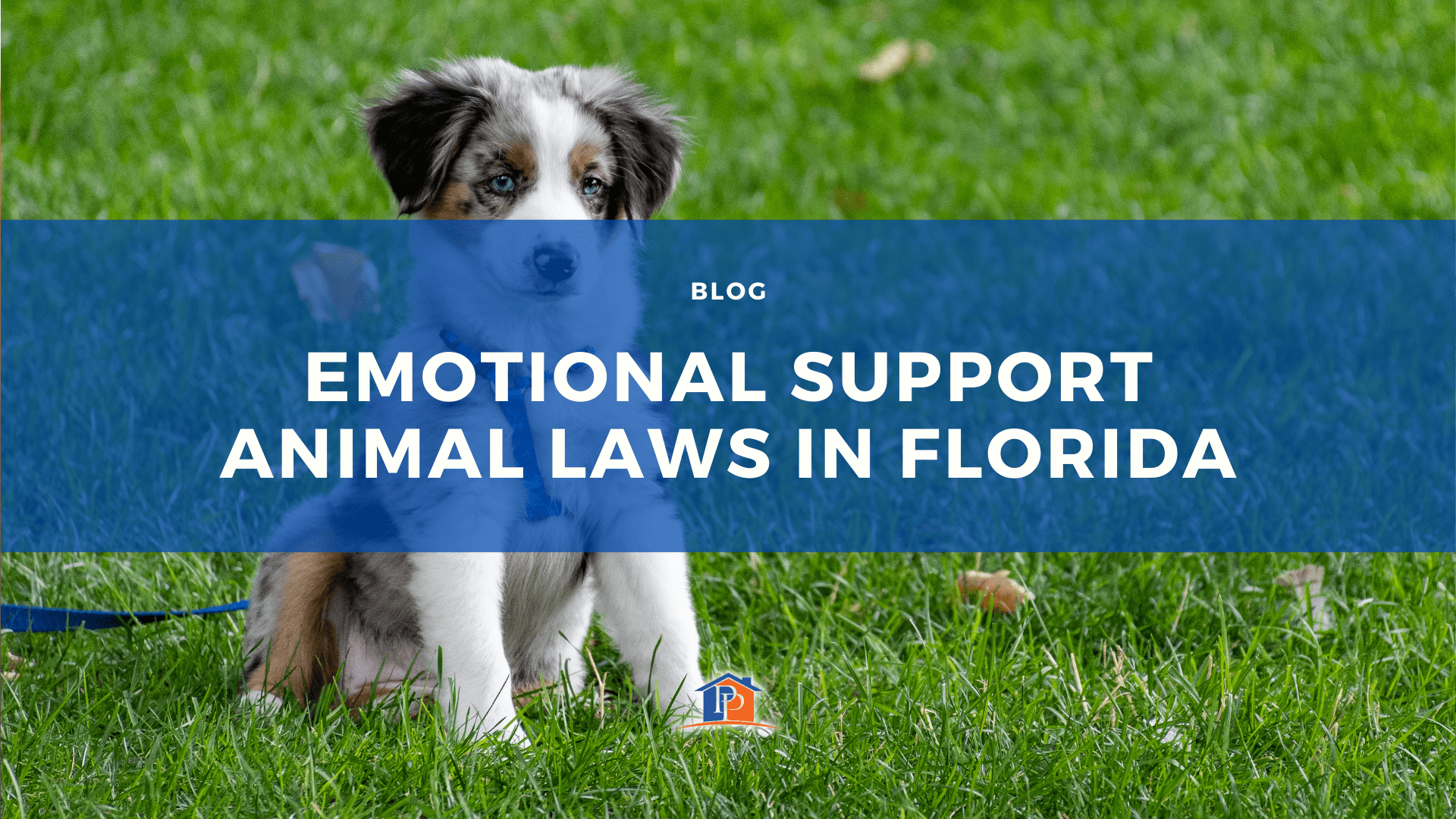 Emotional Support Animal Laws in Florida